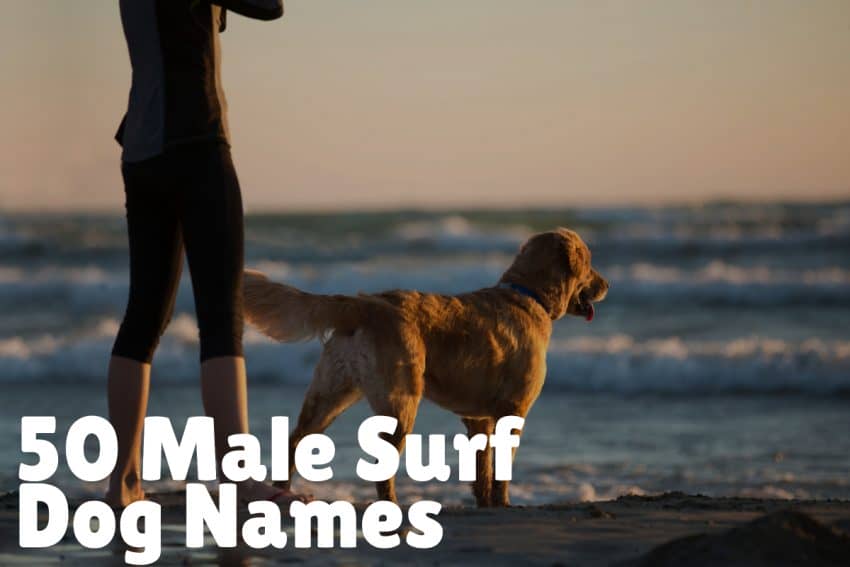 Top 50 male surf dog names