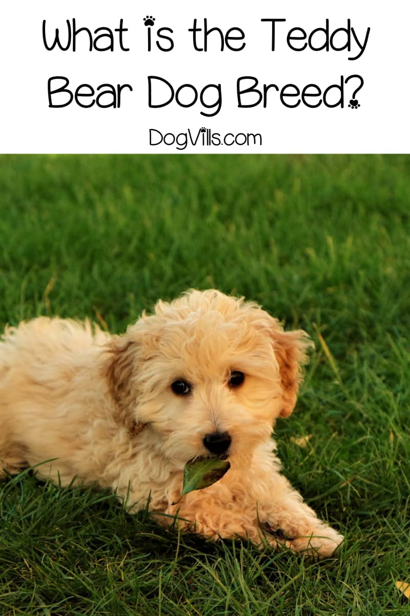 is teddy bear a dog breed