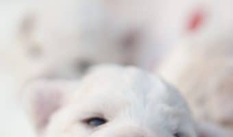 Have you heard of the Teddy Bear dog breed and wondered exactly what he is? Read on to learn all about this designer hybrid breed!