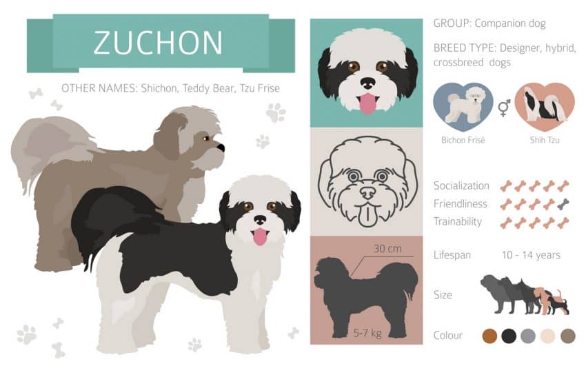Teddy Bear Dog Breed Info