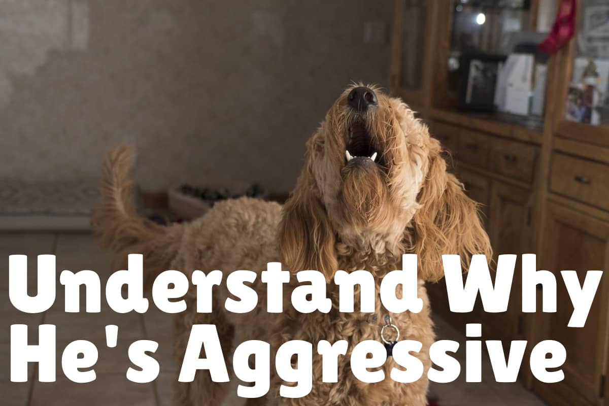 How to Socialize an Aggressive Dog (in 7 Steps) DogVills