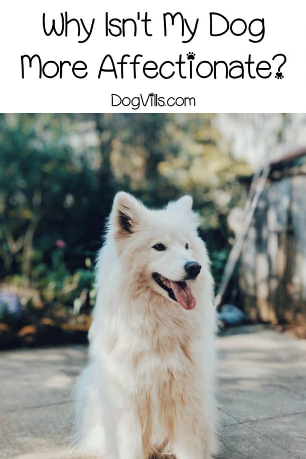 Aloof Dogs All About the Less Cuddly Pooches DogVills