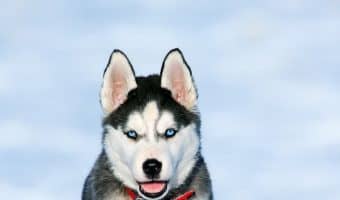 If you want a pup that can handle a little alone time, you'll definitely want to check out these most aloof dog breeds!