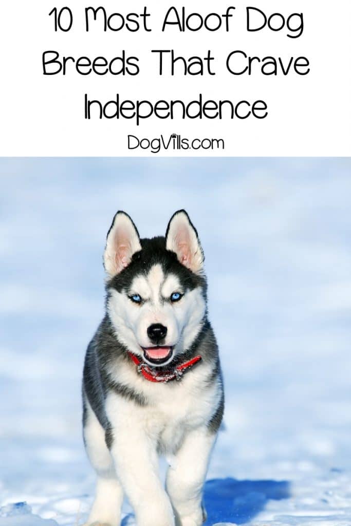 10 Most Aloof Dog Breeds That Crave Independence DogVills