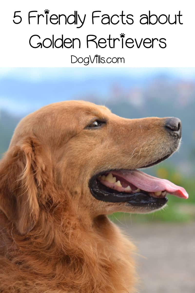 cool facts about golden retrievers