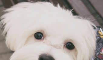 If you’re looking for the most affectionate dog breeds, you’re going to love our list of the top 8 canines that love to cuddle! Check it out!