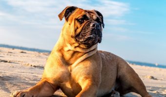If you're searching for the best Caribbean dog names, you'll love our list! Check out 100 perfect names for male & female pups!