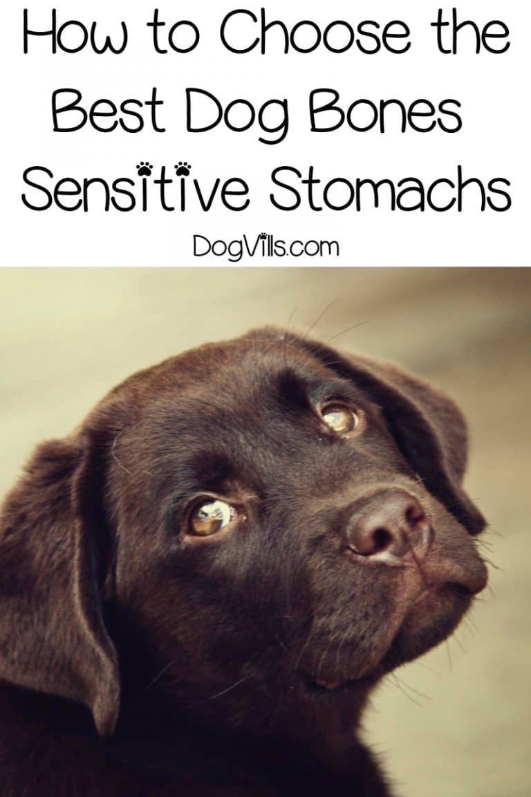 Best Dog Bones for Pooches with Sensitive Tummies DogVills