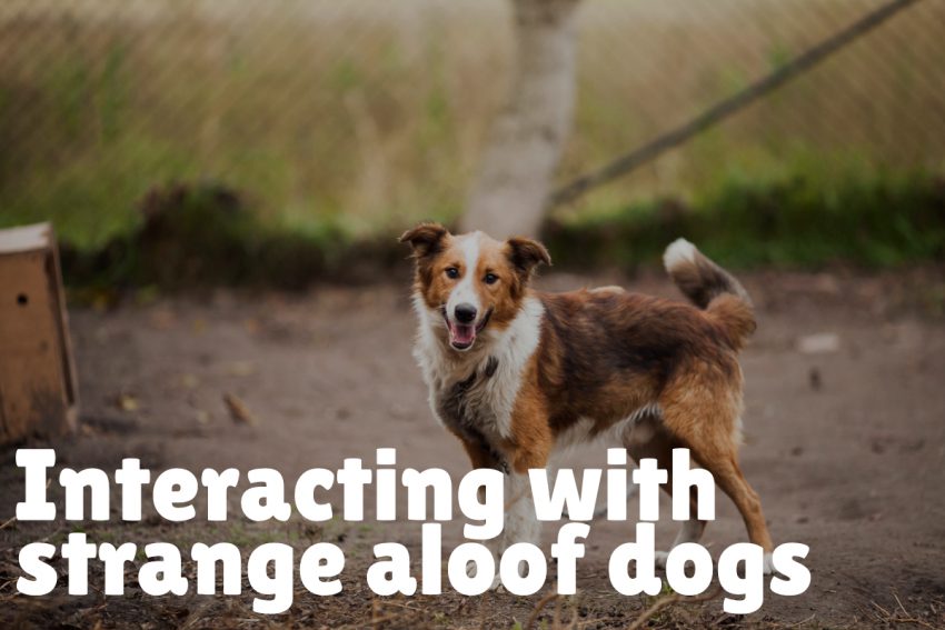 Interacting with Aloof Dogs as a Stranger