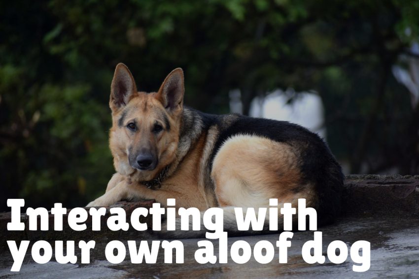 Interacting with Aloof Dogs as an Owner