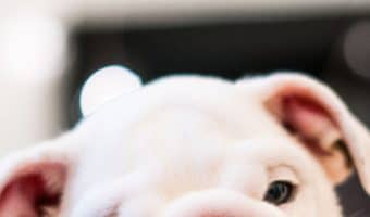 Leaving your puppy alone with another dog is great if you do it right. These steps will help make sure both dogs are safe when home alone!