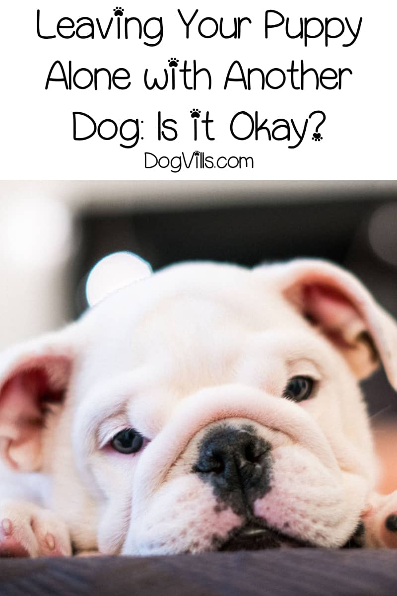Leaving Your Puppy Alone with Another Dog Is it Okay