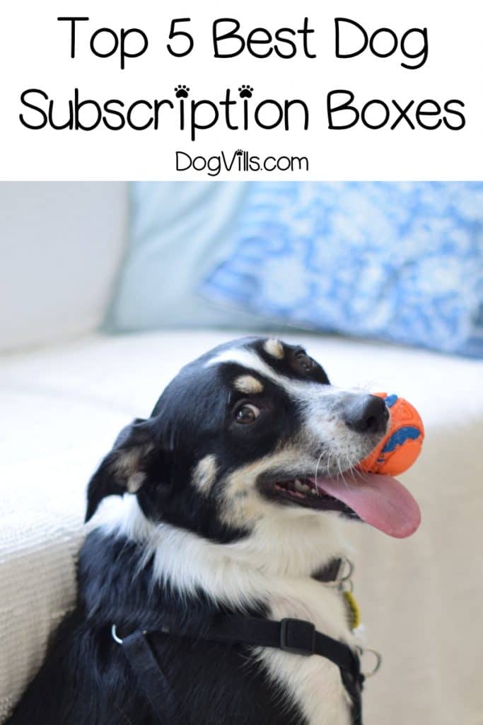 Finding the best dog subscription boxes is a bit daunting! No worries, though! We're sharing our top 5 picks to help you. Check them out! #dogtoys #doghealthtips
