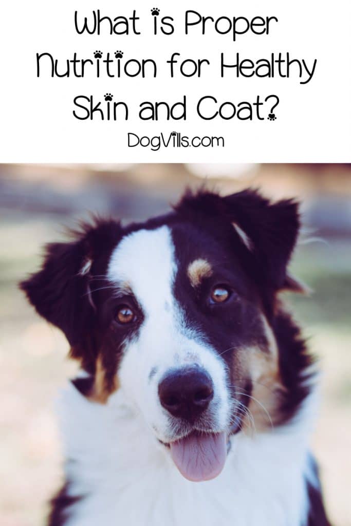 Want to learn about proper nutrition for maintaining healthy skin and coats for your dog? Check out these must-know tips!
