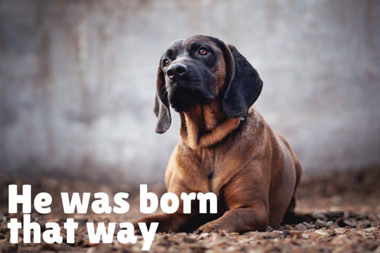 Aloof Dogs All About the Less Cuddly Pooches DogVills