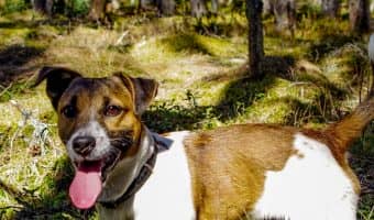 Are you looking for the best dog breeds for hyperactive children? You're in the right place! Read on for the top 5 breeds for kids with ADHD. #dogvills #dogbreeds #dogbreedsforkids #dogadoption #dogbreedsforapartments
