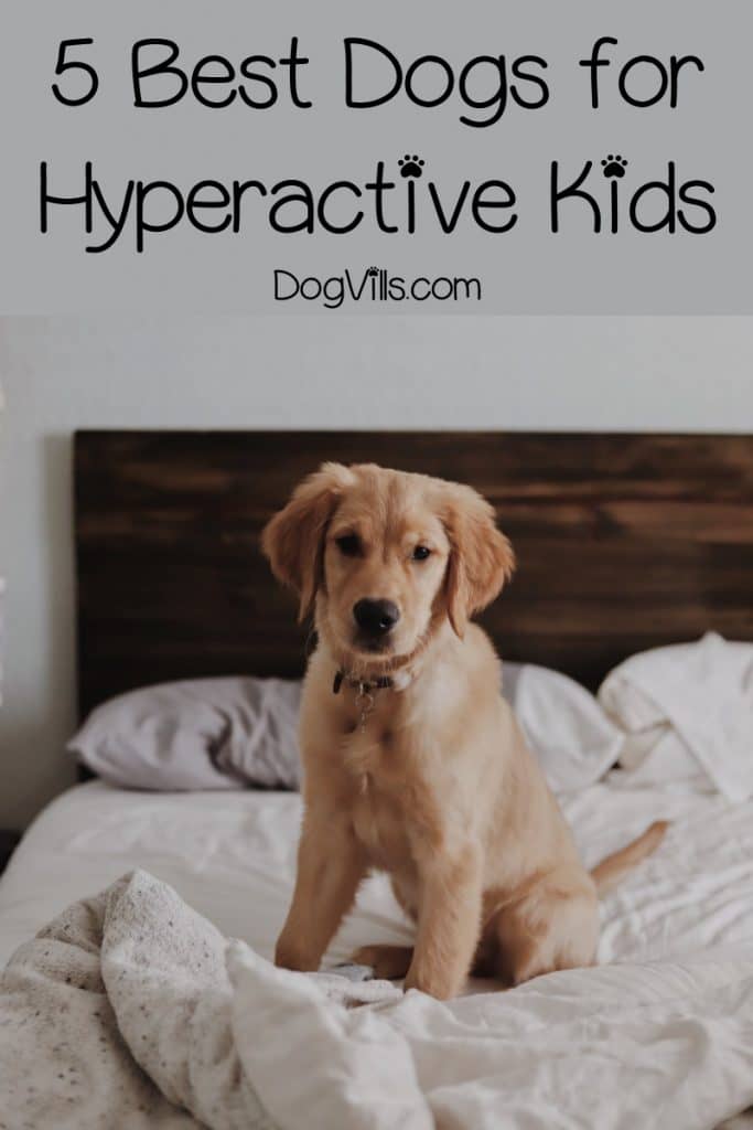 top 5 dogs for kids