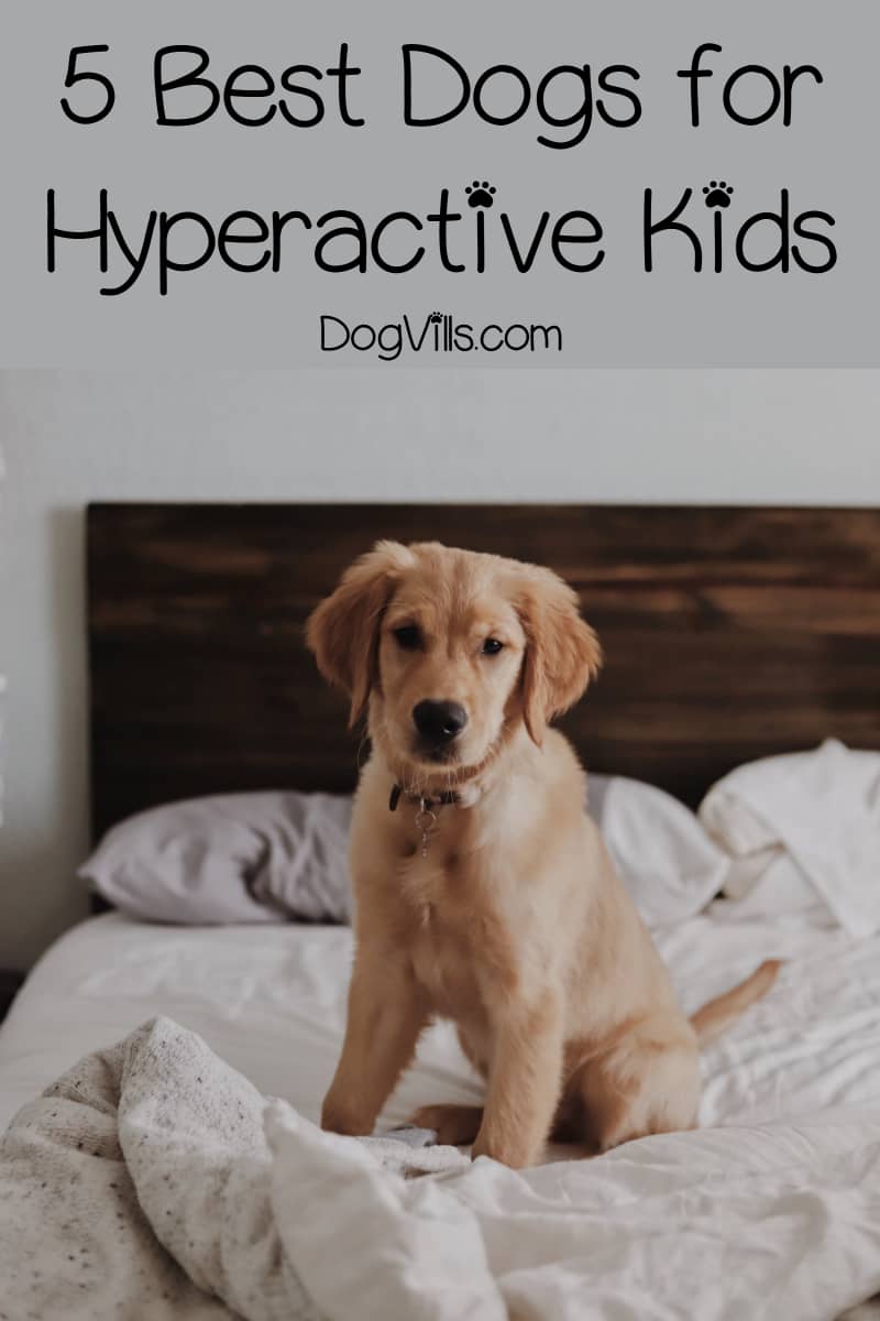 5 Best Dog Breeds for Hyperactive Children DogVills