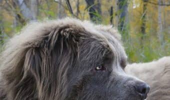 Are you in love with gentle giants as much as we are? Then you'll adore our list of the top 9 best giant dog breeds! Check it out!