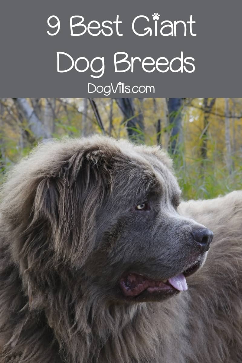 Top 9 Best Giant Dog Breeds DogVills