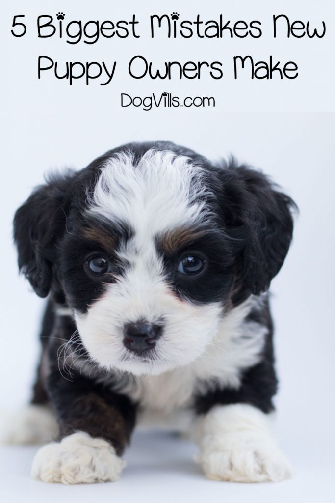5 Biggest Mistakes New Puppy Owners Make DogVills