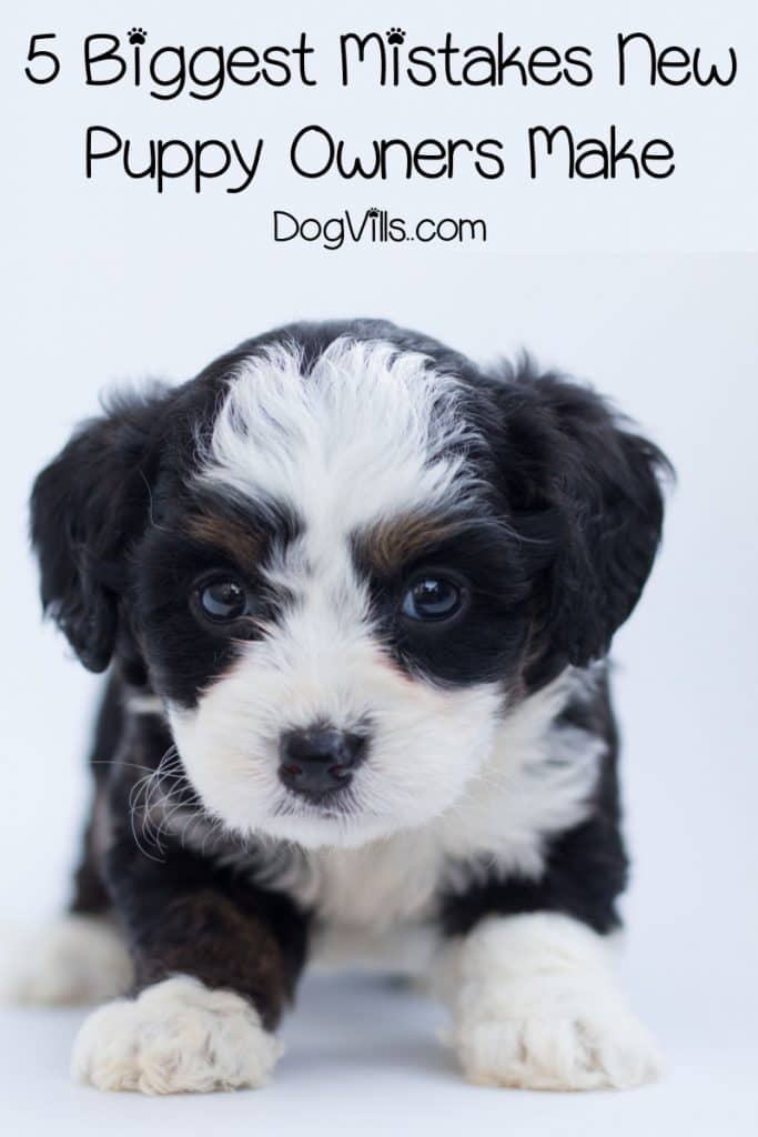 Bringing a new family friend home? Check out these biggest mistakes that new puppy owners make & get the right start to training your dog!
