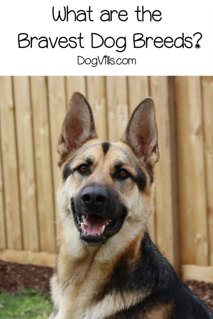 All dogs are capable of great courage, but some breeds have a reputation for being particularly brave . Take a look at the top ten bravest dog breeds! Is yours on the list?