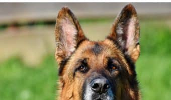 All dogs are capable of great courage, but some breeds have a reputation for being particularly brave . Take a look at the top ten bravest dog breeds! Is yours on the list?