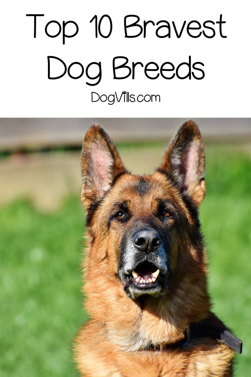 most fearless dog breed