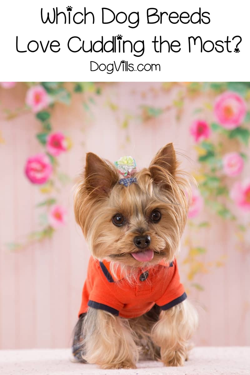 Which Dog Breeds Enjoys Cuddling the Most? DogVills