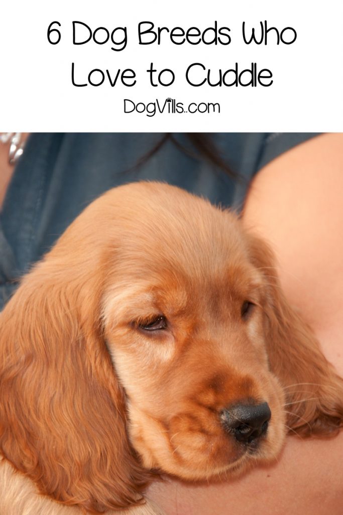 Looking for a pooch that just wants to snuggle with you? Check out which dog breeds enjoy cuddling the most!