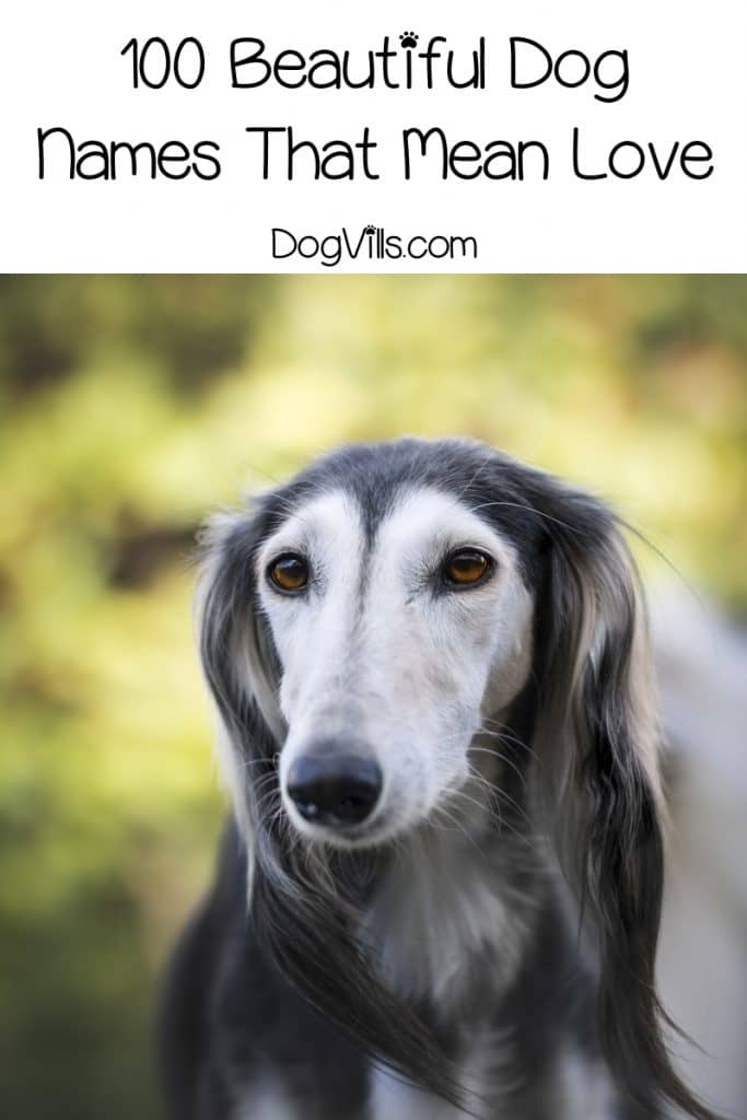 Top 100 Dog Names That Mean Love DogVills