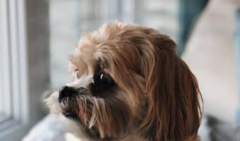 Whether you have a senior dog with mobility issues or a short little pup, these dog steps for your bed will help them get a leg up...literally! Check them out!