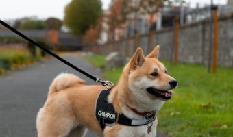 Are dogs on campus a help or a hindrance? Read on to discover both the pros and cons of allowing students to keep dogs at college.