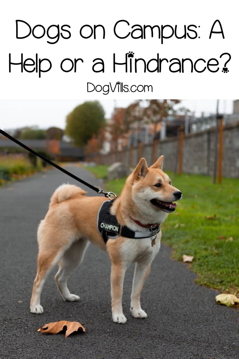 Dogs on Campus at PetFriendly Colleges A Help or Hindrance?