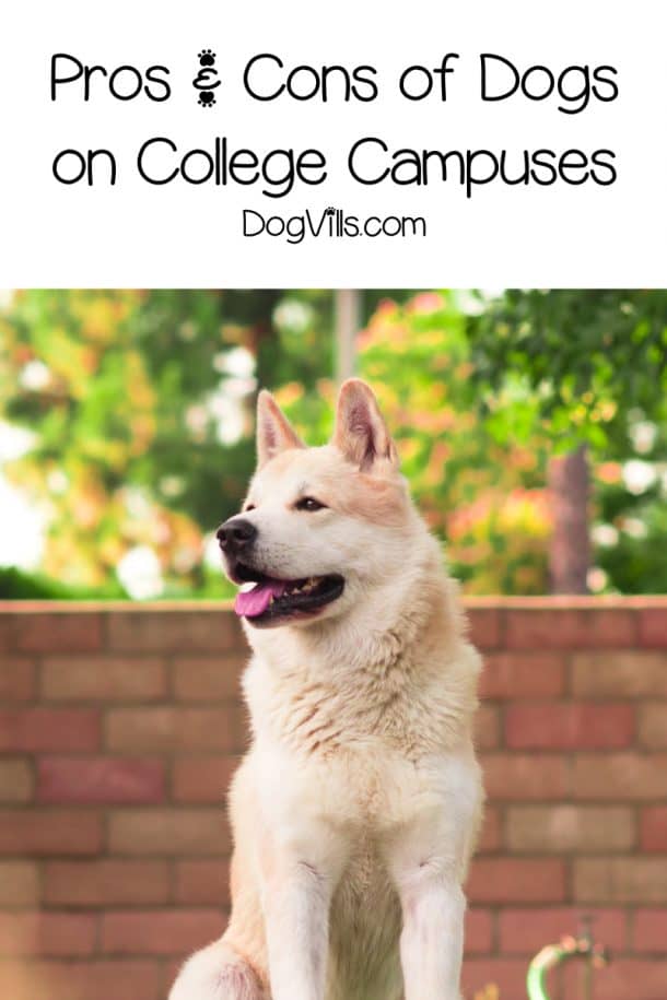 Dogs on Campus at PetFriendly Colleges A Help or Hindrance?