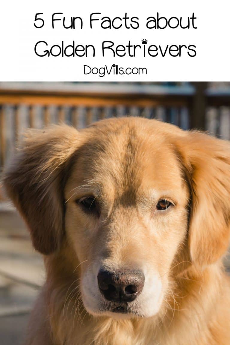 50 Friendly Fun Facts about Golden Retrievers DogVills