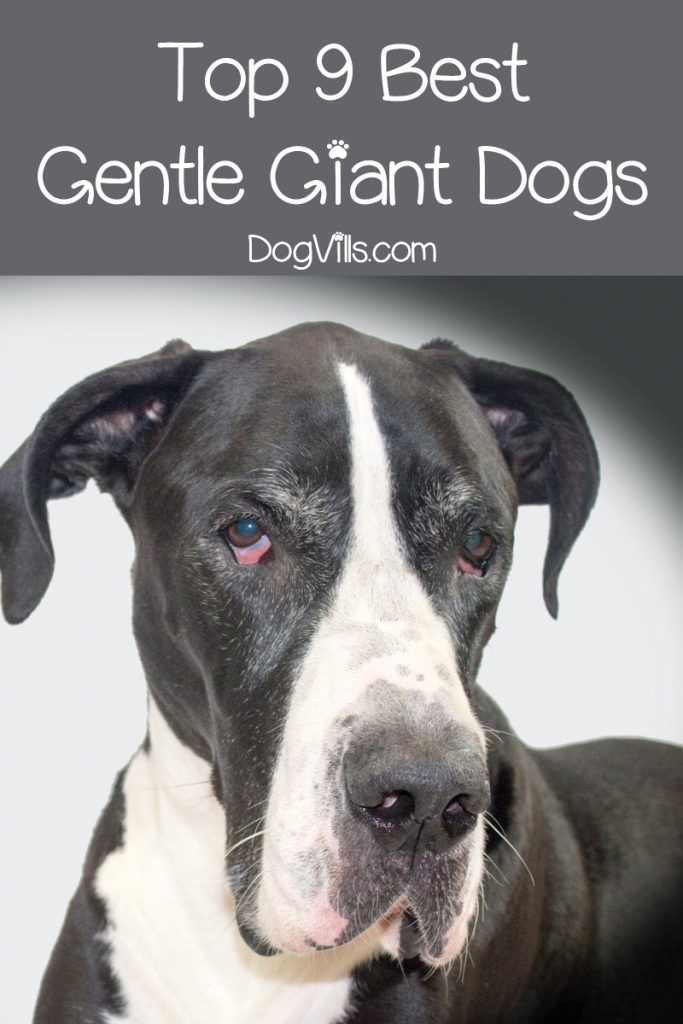 Are you in love with gentle giants as much as we are? Then you'll adore our list of the top 9 best giant dog breeds! Check it out!