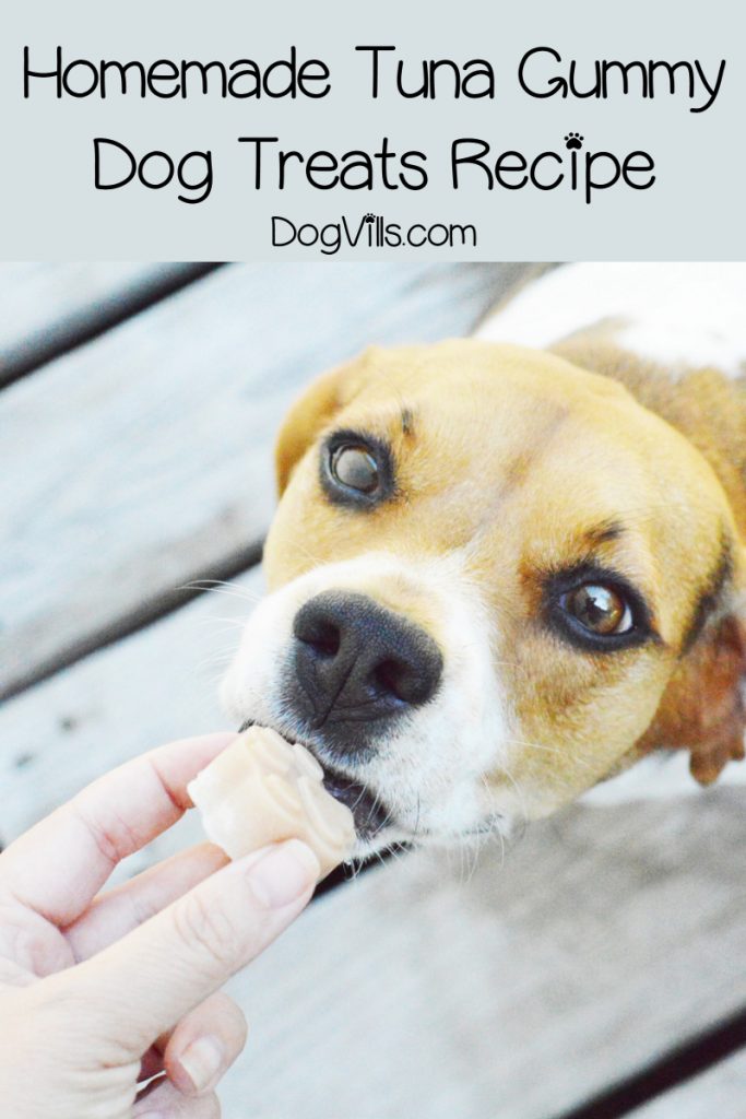 If you're looking for a unique reward to use in training sessions, you'll love our homemade gummy dog training treat recipe! Check it out!