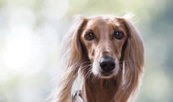 Curious to know about the least affectionate dog breeds? Read on to discover 9 breeds that really just aren't into hugs and snuggles.