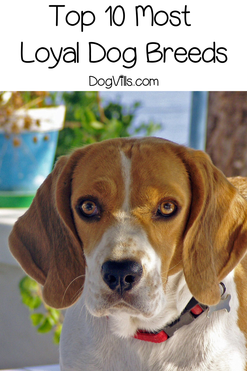 Top 10 Most Loyal Dog Breeds That Will Never Leave Your