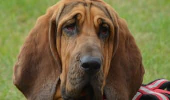 Looking for the most affectionate large dog breeds? Check out the top 7 large pups who love a good cuddle with their people!