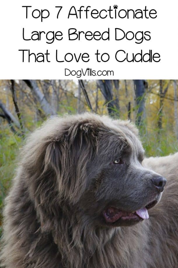 7 Most Affectionate Large Dog Breeds DogVills