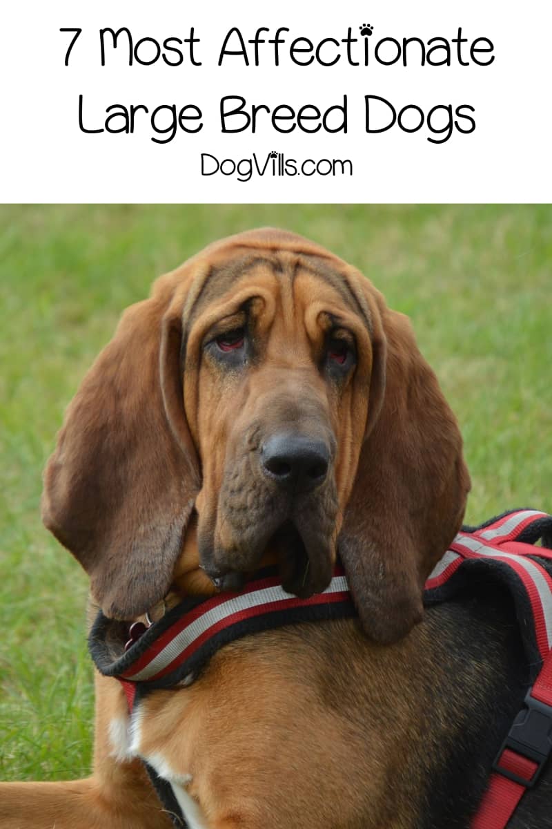 large cuddly dog