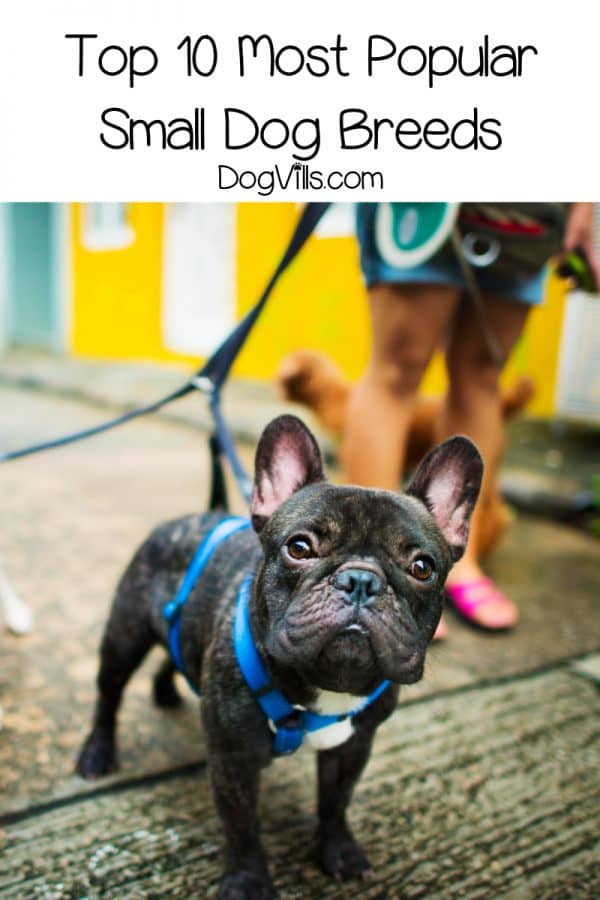 10 most popular small dog breeds DogVills