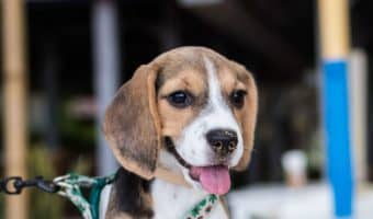 Curious about the top 10 most popular small dog breeds? Wondering if the poodle ranks higher than the Beagle? How does the Frenchie factor in? Find out!