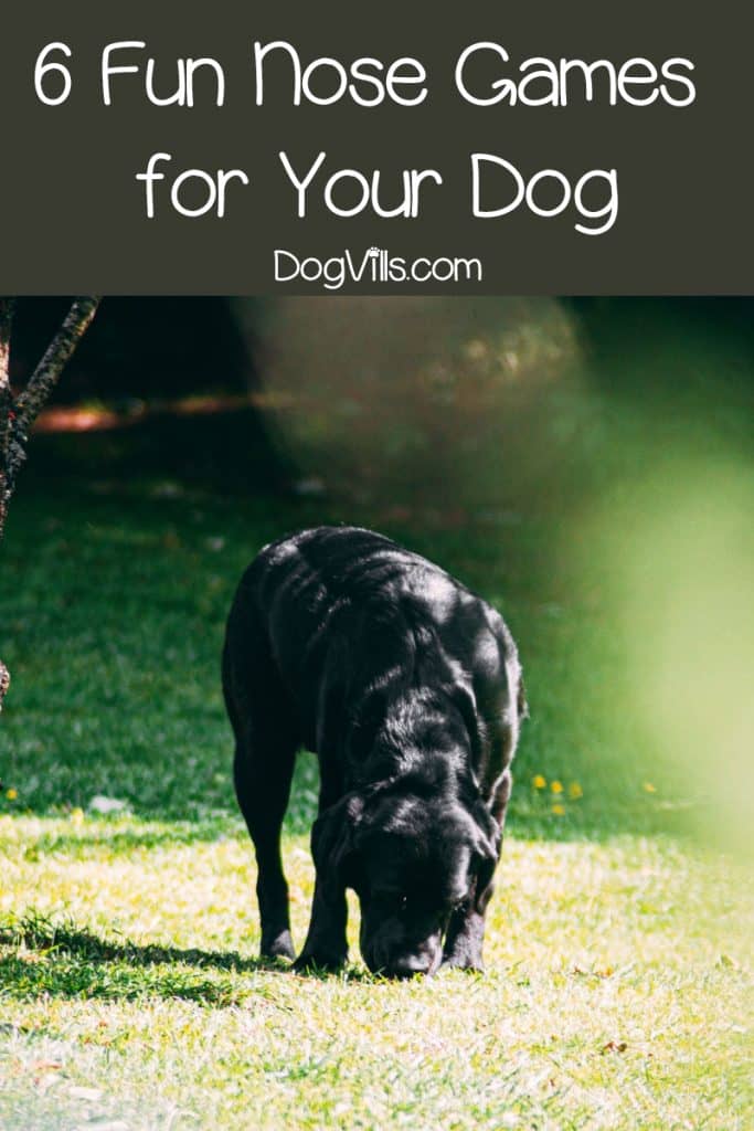 These nose games are a great way to enrich your dog's life & your bond with them. If you want to know how to teach your dog to find things, give them a try!#dogvills #dogtraining #dogtrainingtips #dogtraininghacks #dogtrainingtricks #dogtraining101 #dogtrainingideas