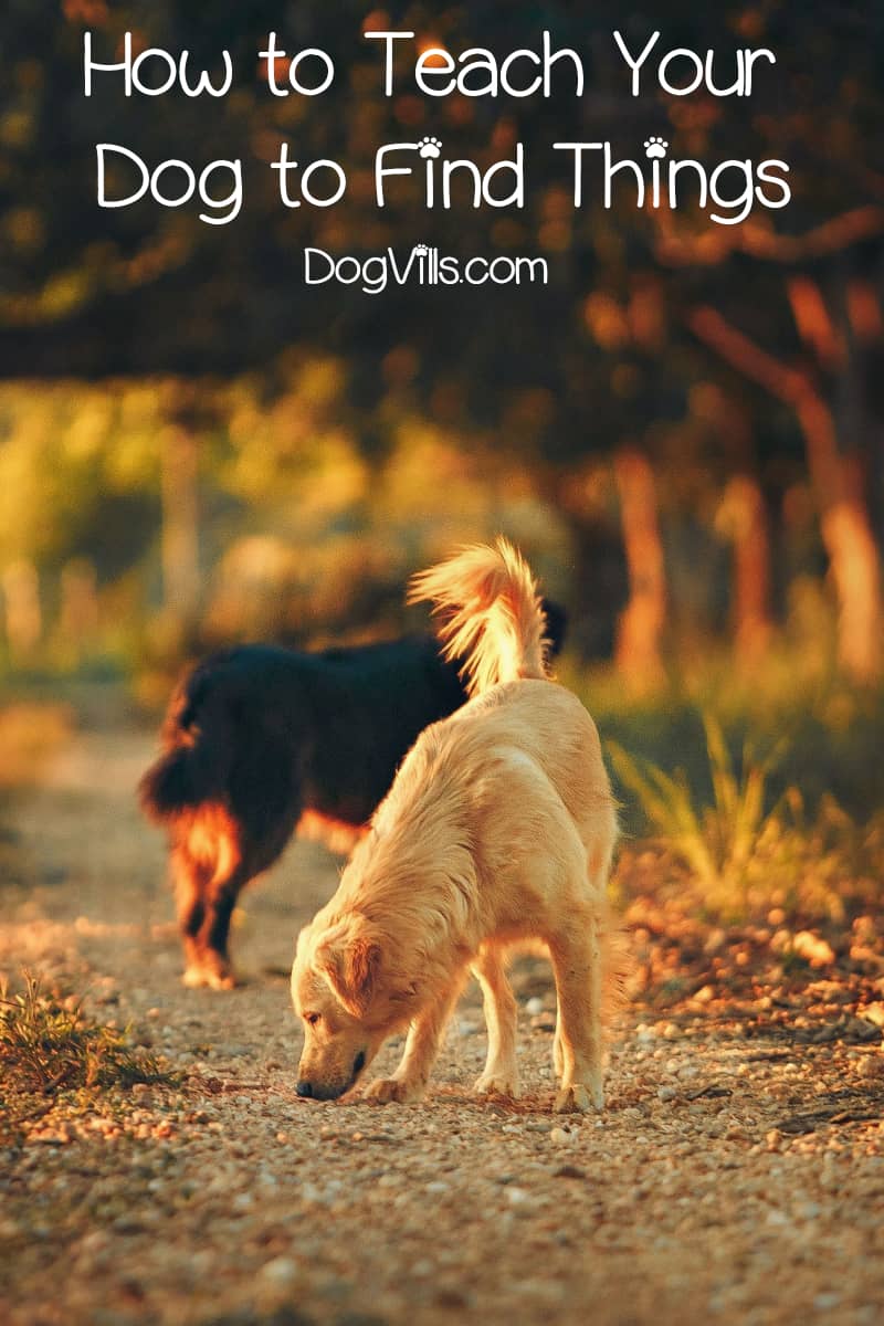 Nose Games How to Teach Your Dog to Find Things DogVills