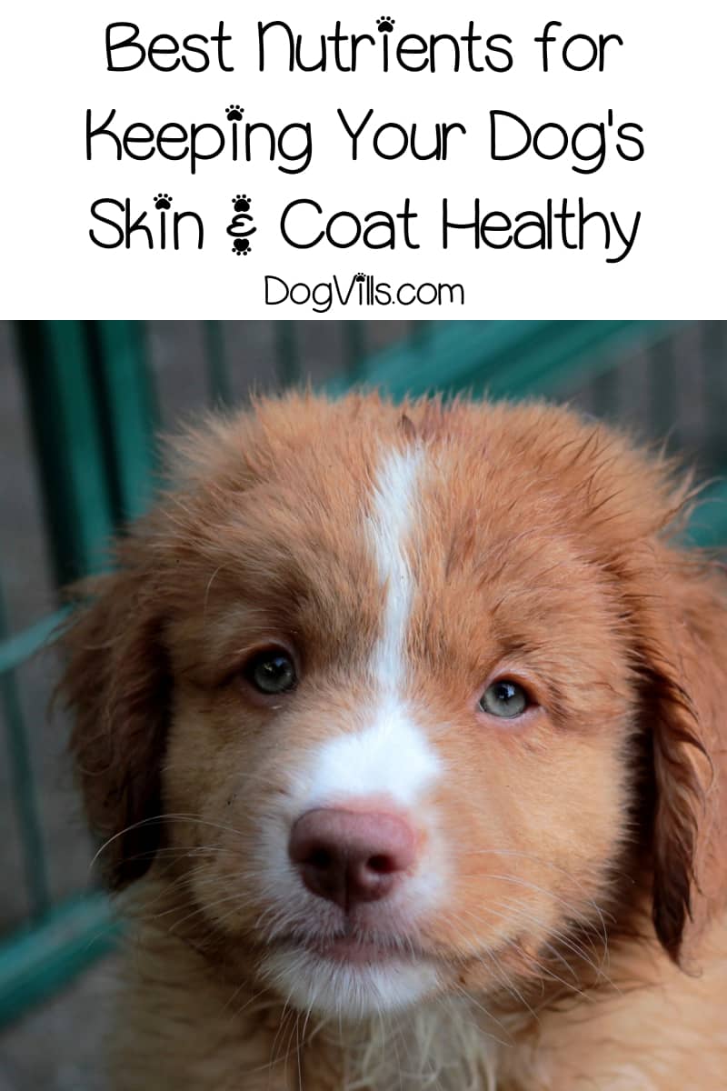 Guide to Proper Nutrition for Maintaining Healthy Skin and Coat DogVills