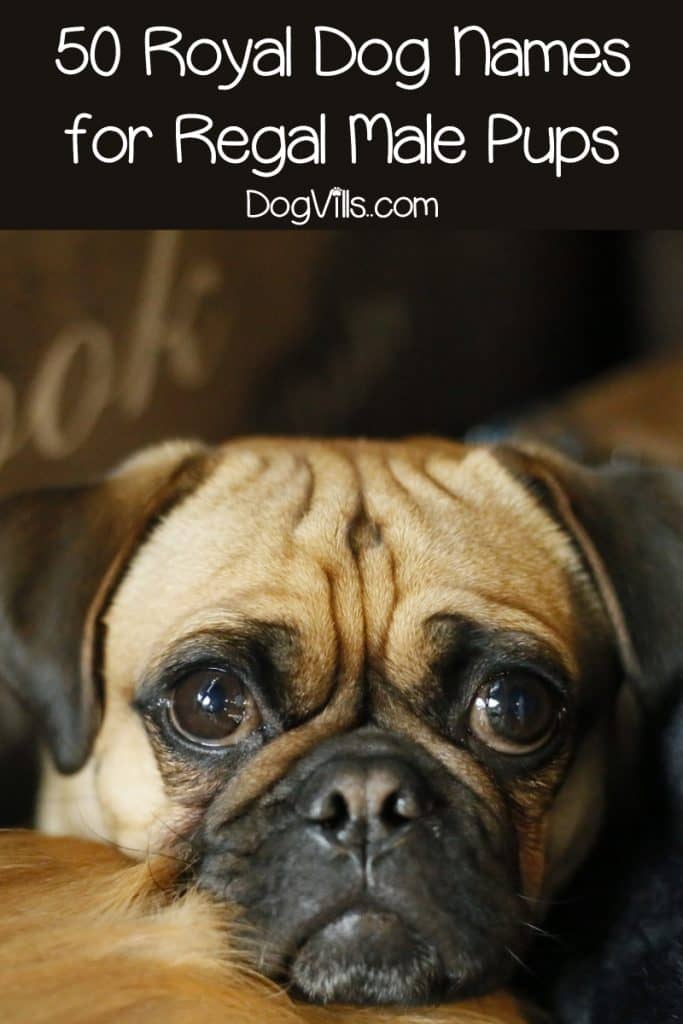 Looking for the best royal dog names for male pups? Check out 50 picks inspired by historical male rulers!